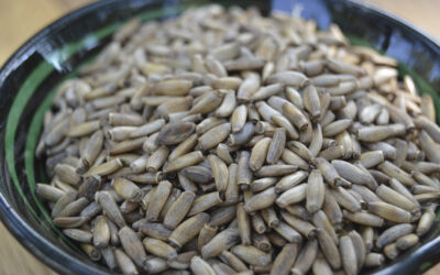 Cardo Mariano semillas