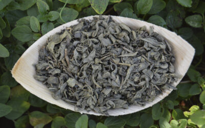 Té verde Gunpowder