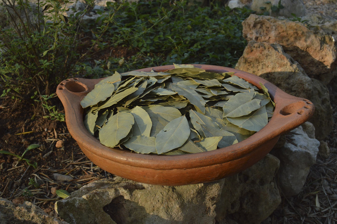 Hojas de Laurel